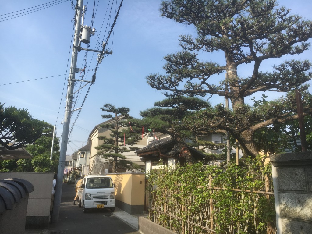 大阪　高石市　庭の管理、松の剪定