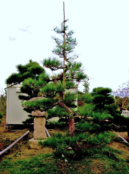 赤松 　(大阪　堺市　植木生産販売　植忠）