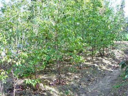 ハイノキ　（大阪　堺市　植木生産販売　植忠）