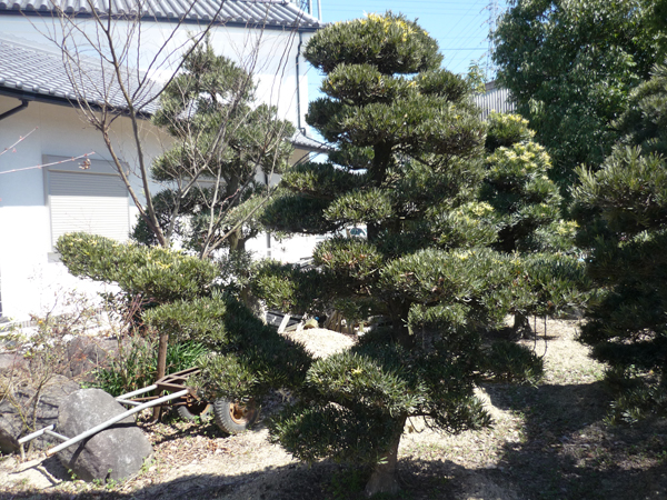 ラカンマキ③ 　（大阪　堺市　植木生産販売　植忠）