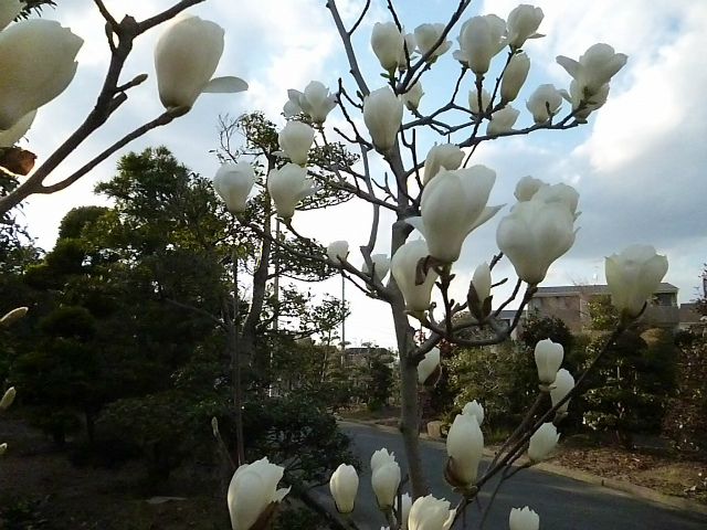 モクレン各種（大阪　堺市　植木生産販売　植忠）