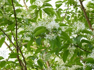 アオダモ（大阪　堺市　植忠　植木生産販売）