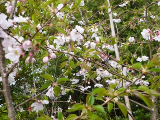 十月さくら(大阪　堺市　植忠　植木生産販売）