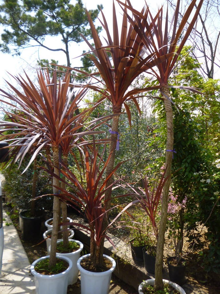 ドラセナ,植物/観葉植物ニオイシュロラン『綺麗な3本立ち。樹高約140㌢』