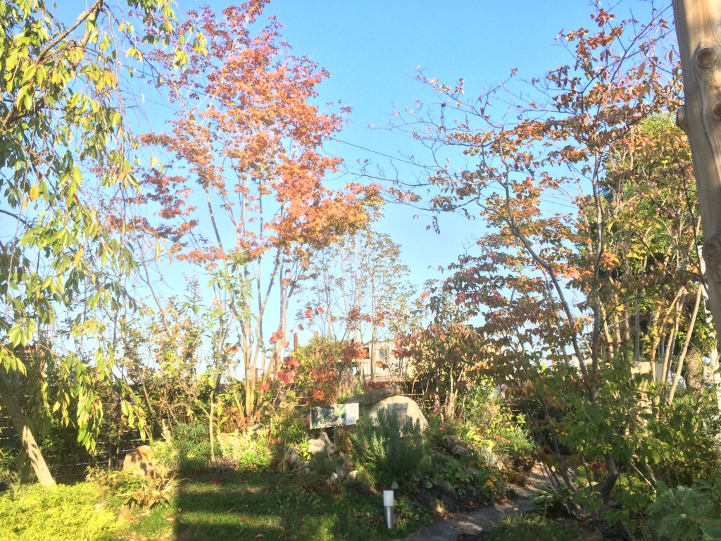 植忠の庭の展示場 モデルガーデン の植木たちが紅葉し始めました 植忠 Blog