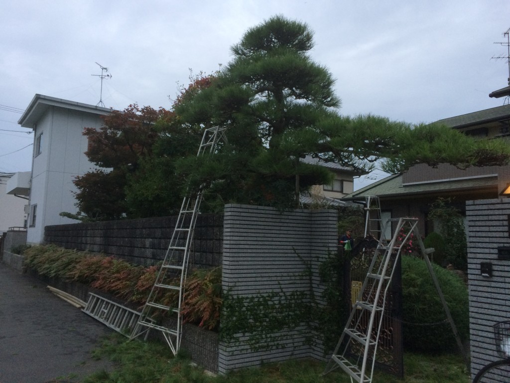 大阪　大阪狭山市　和風の庭、庭の手入れ、植木の剪定