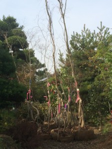 山採りの雑木を入荷(コハウチワカエデ、ハウチワカエデ、ヤマモミジ