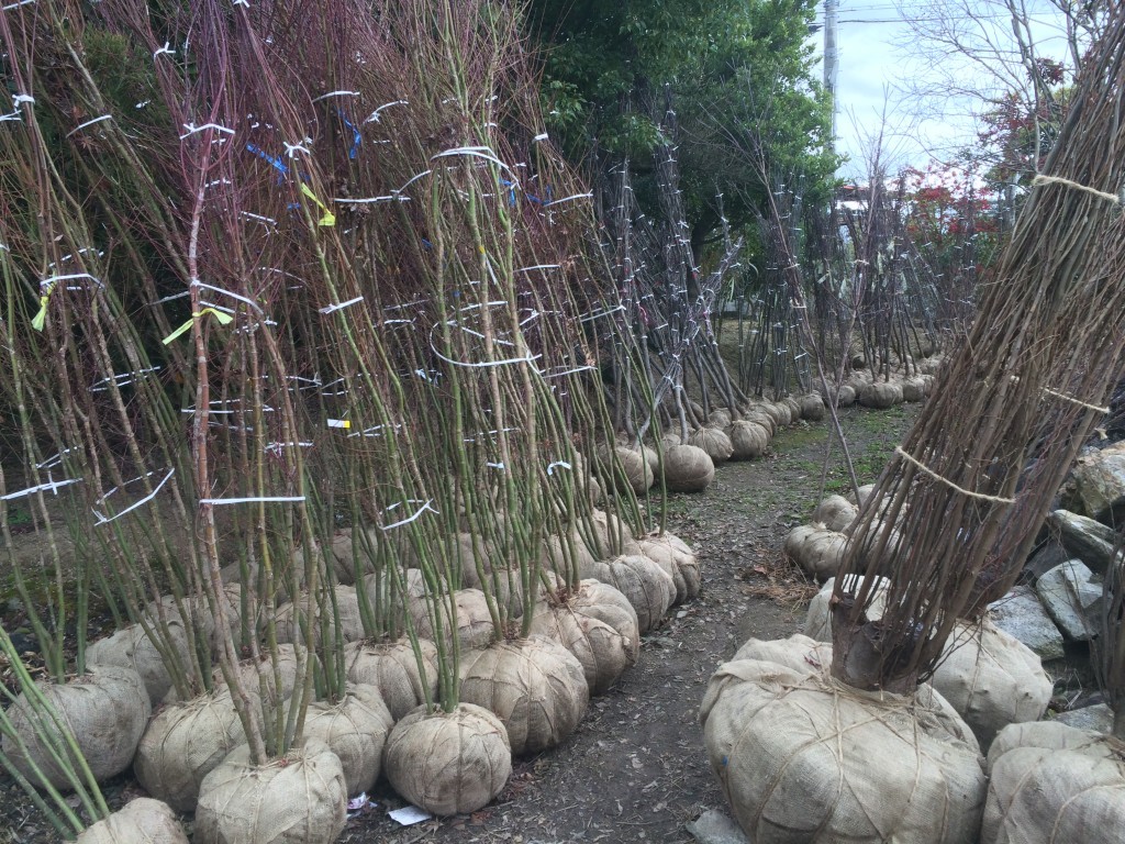 大阪 堺市で植木生産販売 庭造り 外構工事 エクステリア 観葉植物レンタルなら 植忠 Part 72