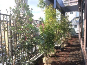 大阪　大阪市天王寺区　屋上庭園造り（屋上で庭造り、植木の植え付け）