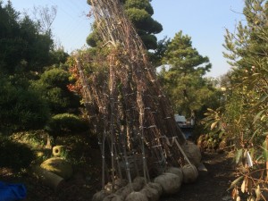 植木入荷 オオヤマ桜株立ち カツラ株立ち ハナミズキ白花 しました 植忠 Blog