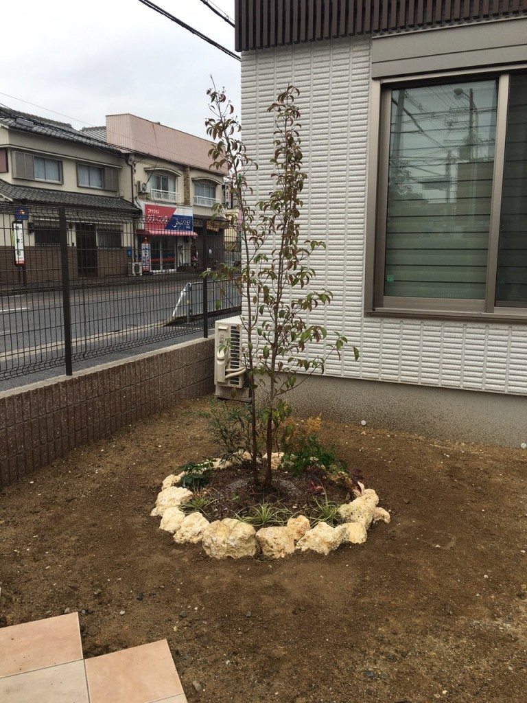 大阪　堺市　植栽工事（常緑ヤマボウシ株立ち　植え付け、バリ島の庭石　据え付け）