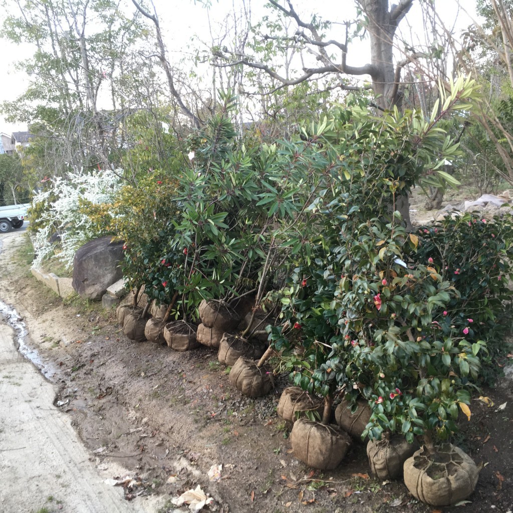 ツバキの園芸品種（玉之浦、ハクシンボクハンなど）、ソヨゴ、ハイノキなど植木入荷しました