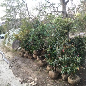 ツバキの園芸品種（玉之浦、ハクシンボクハンなど）、ソヨゴ、ハイノキなど植木入荷しました