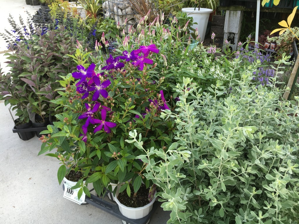 夏～秋の花、宿根草の入荷を開始しました