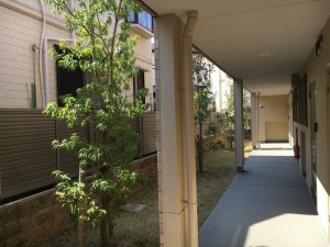 大阪　箕面市　マンションの植木の剪定