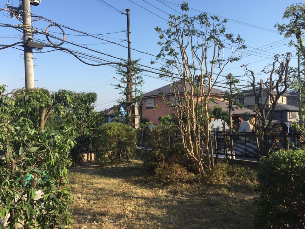 大阪　茨木市　雑木の庭、庭の管理、植木の剪定