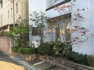 大阪　松原市　会社オフィスの植木の管理、剪定