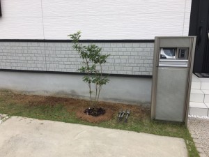 大阪　堺市中区　既存植木伐採、　植栽工事（ソヨゴ株立　植え付け）