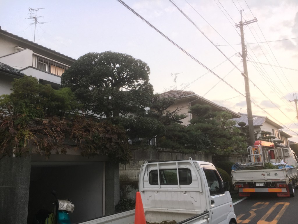 大阪　大阪狭山市　和風の庭、庭の管理、植木の剪定