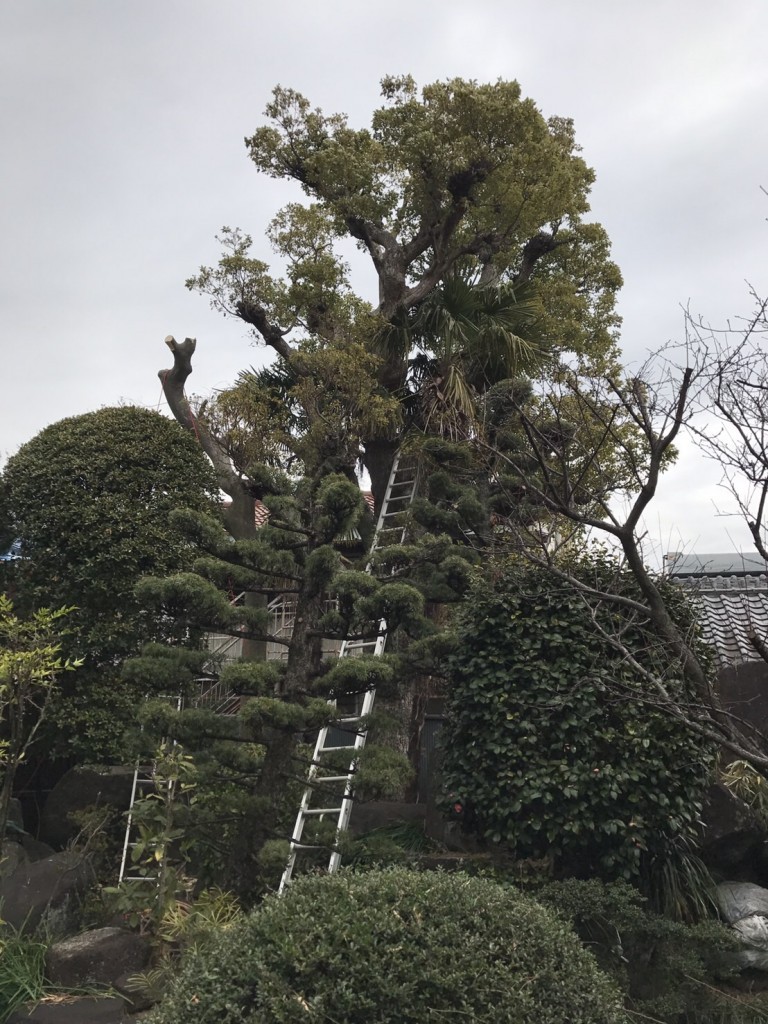 大阪　堺市東区（関茶屋）　大きな植木の伐採工事