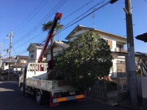 大阪　堺市御池台　新築建築工事前の植木の預かり