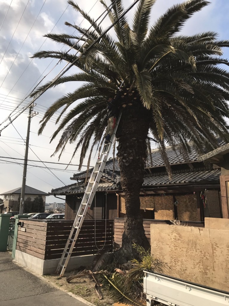 大阪 富田林市 大きなフェニックス ヤシの木 の剪定 植忠 Blog