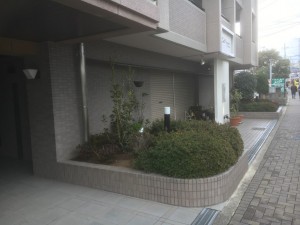 大阪　堺市初芝　マンションの植栽工事（ヒイラギモクセイ、ツツジ植え付け）