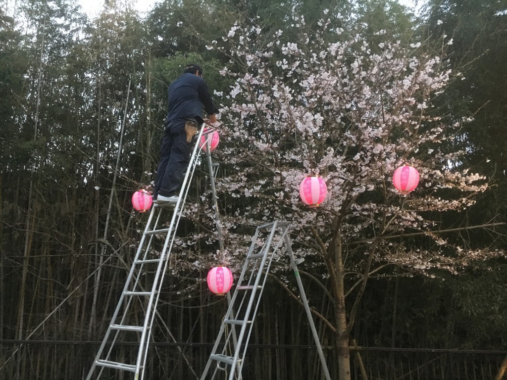 大阪　南河内郡千早　桜に提灯付け