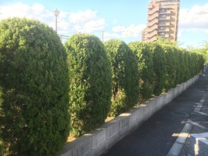 大阪　堺市西区　庭園墓地の植木の剪定　※６/５着工