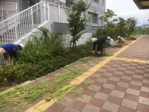 大阪　堺市　役所関係の管理（植木の剪定）※7/15～18