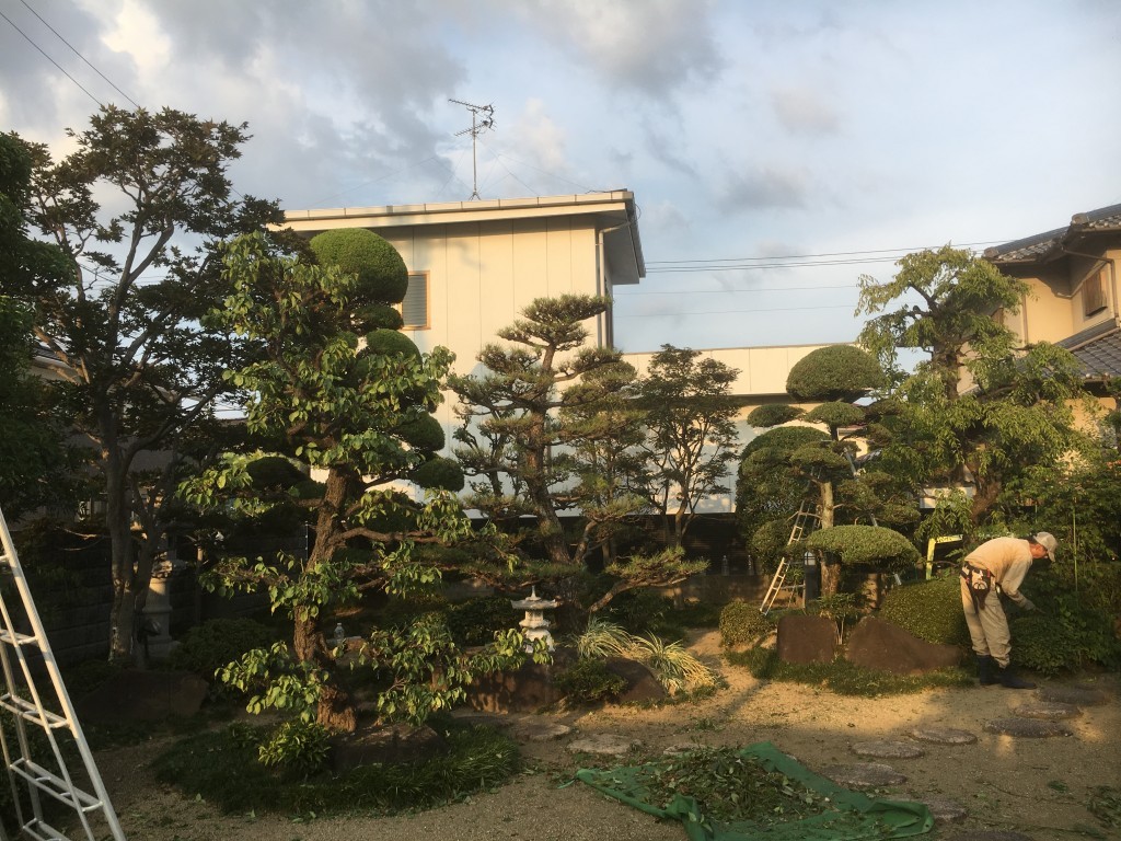 大阪　大阪狭山市自由が丘　和風の庭、植木の剪定　※7/31,8/1