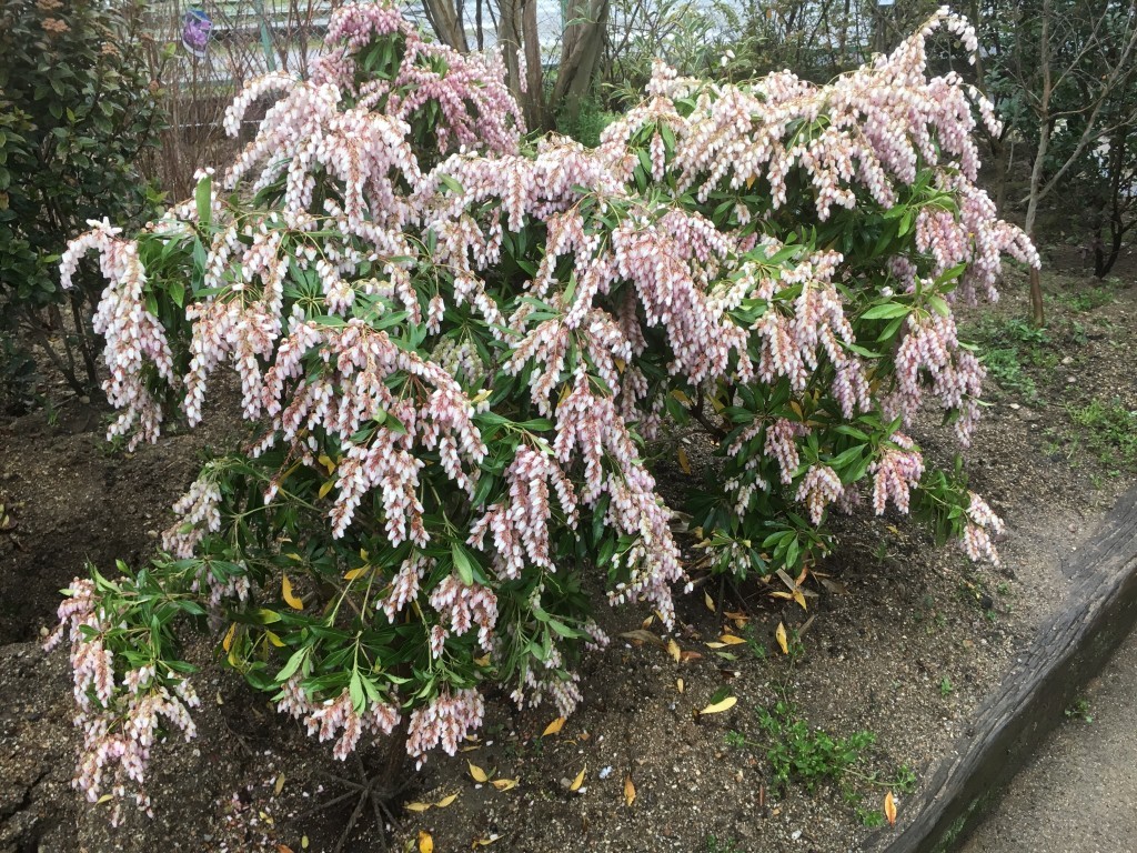 アセビ　（大阪　堺市　植木生産販売　植忠）