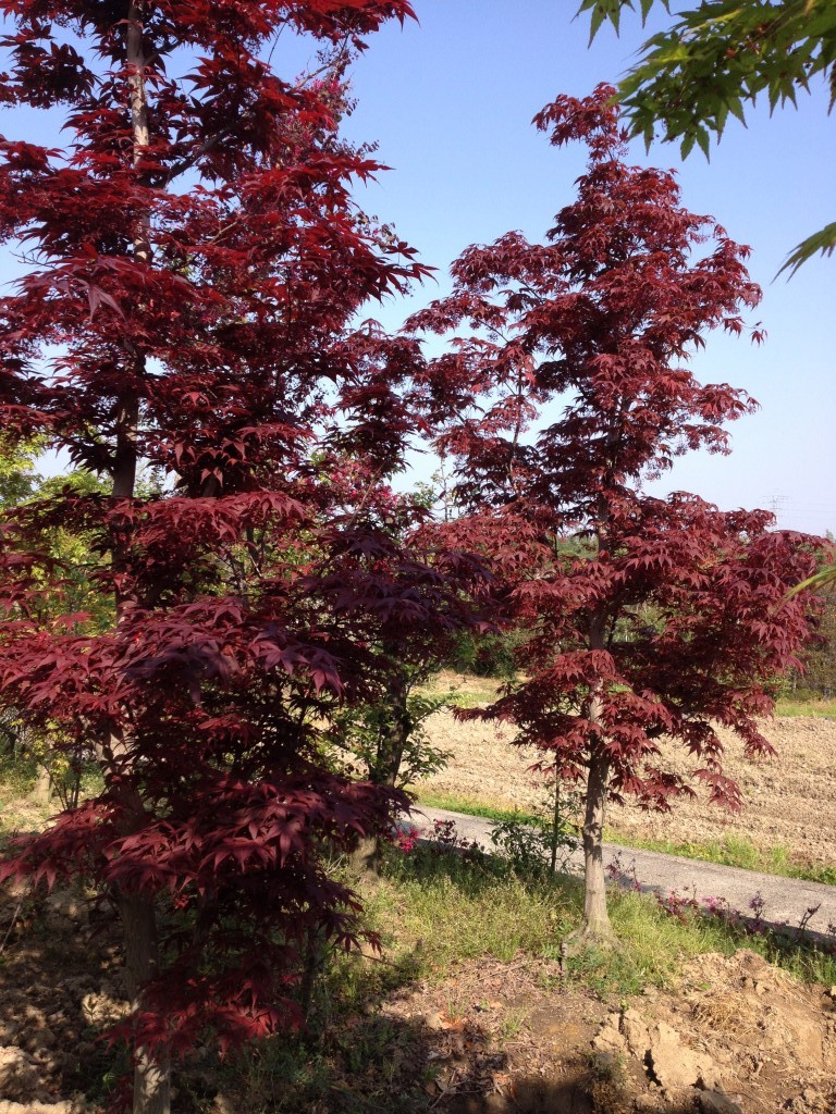 ノムラモミジ（大阪　堺市　植木生産販売　植忠）