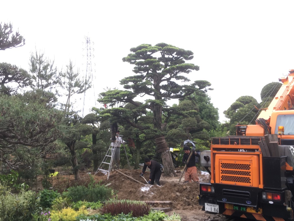 大きなマキの仕立ての古木を入荷